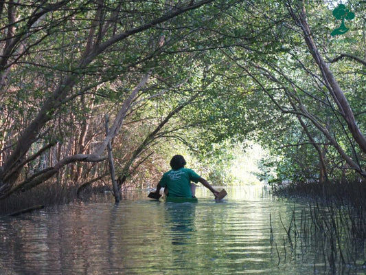 Hutan Mangrove dan Bayang-Bayang Sampah yang Menghantui